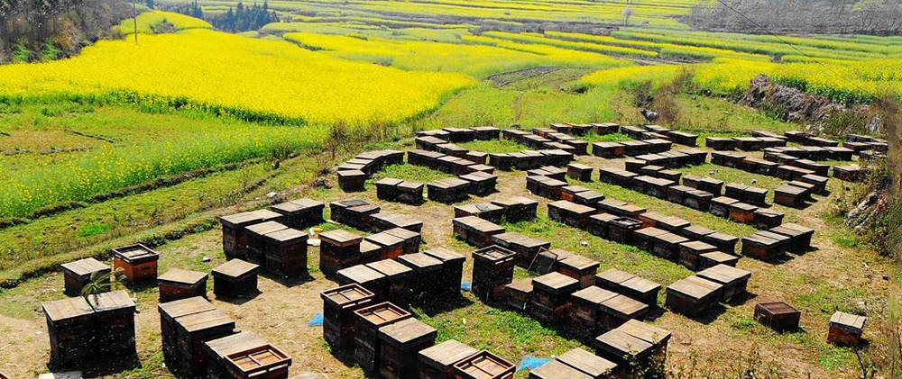 湖北神農(nóng)架基地